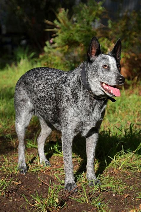 blue heeler skin issues|blue heeler health issues.